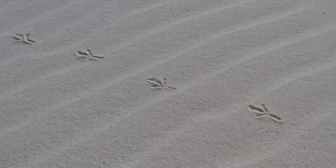 Bird tracks in white sand