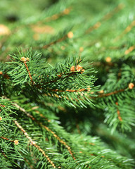 Waiting Christmas Fir Needles Tree Branch Green