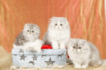 Three persian kitten sitting on a christmas parcel