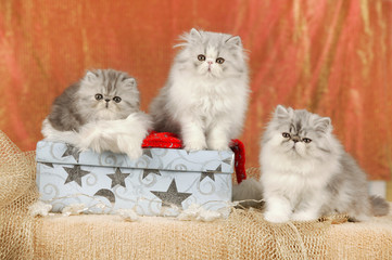 Three persian kitten sitting on a christmas parcel