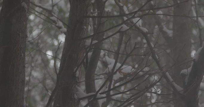 fog in the woods