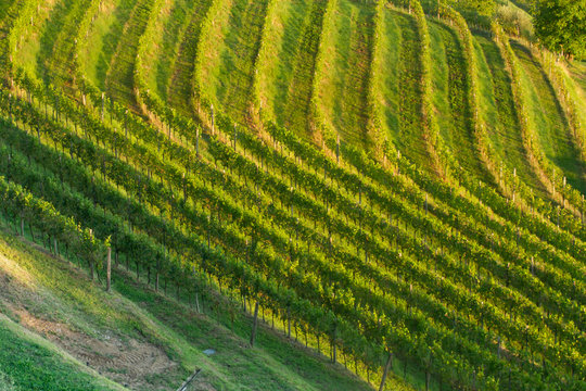 Vineyards in the Collio Region (Cormons, Friuli Venezia Giulia, Italy)