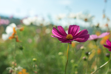 Beautiful flowers with sky as the background at Mon Jam,Chiang Mai,Thailand.