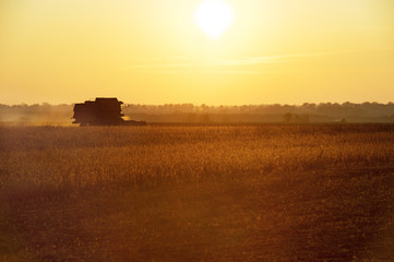 A combine creates a swirling haze of dust soybean chaff behind it, as it mows through the ready to harvest field at summer sunset