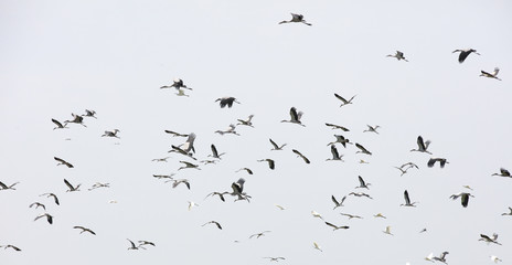 Crowd of bird flying over sky