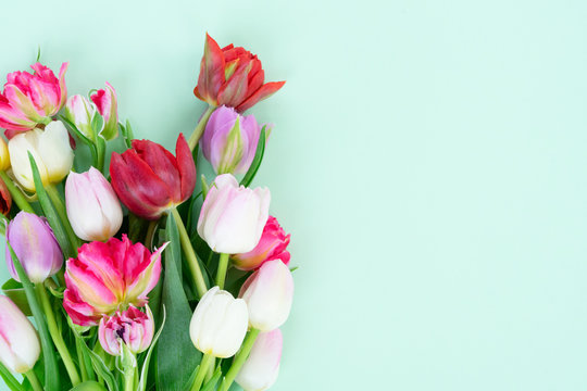 Fototapeta Bouquet of fresh tulips flowers on pastel green background with copy space