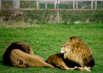 Male Lion Coalition