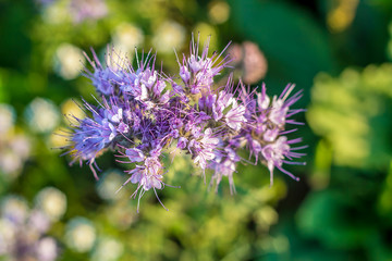 Bienenweide Blau-Lila