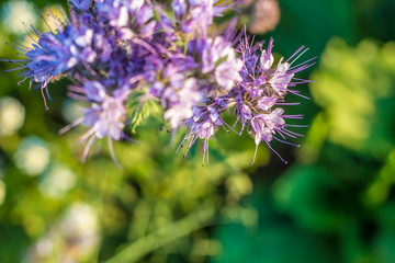 Bienenweide Blau-Lila