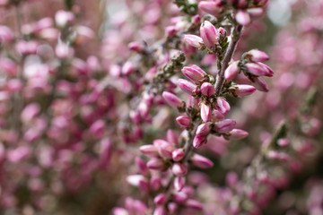 lavender flowers macro closeup