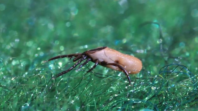 tick insect on grass