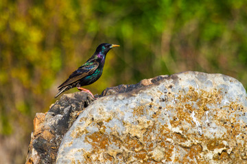 Iridescent European Starling
