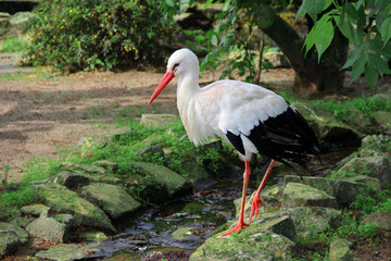 Storch im Ollerdissen Tierpark