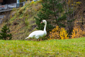 swan walking on meadow in the beautiful nature of austria, great photography of a swan, Swan outside the water