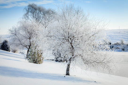 Winter scene in Central Kentucky