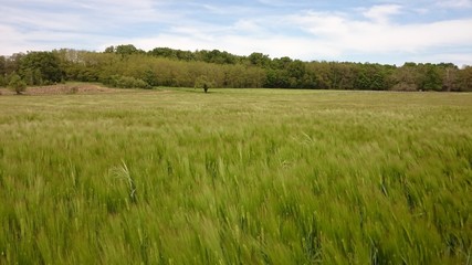 Champ de céréale en valée de Loire