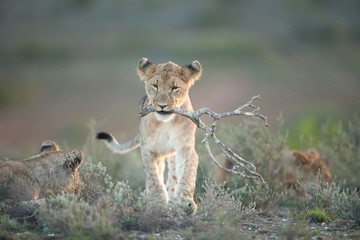 Fototapeta na wymiar Playing Lion Cub