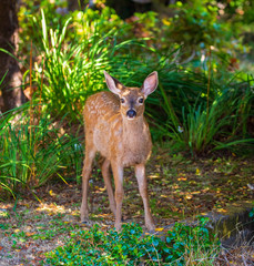 Fawn in foliage