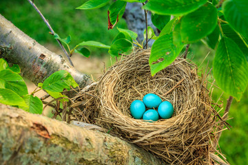 Robins eggs - Powered by Adobe
