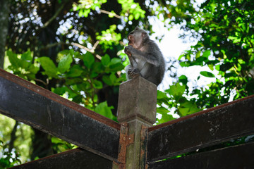 Young monkey sitting on the sign in the middle of the jungles