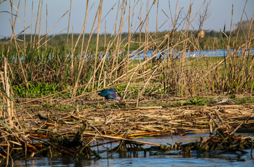 A purple gallinule, a species of moorhen in one of the lagoons of the Caspian Sea, Anzali city, Iran