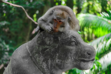 Monkey lying on the statue in monkey forest in Bali, Indonesia
