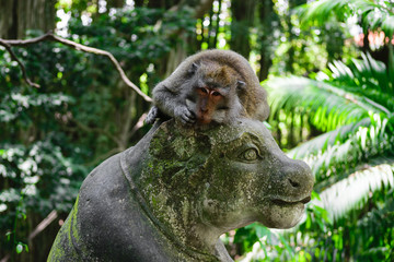 Monkey lying on the statue in monkey forest in Bali, Indonesia