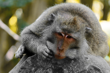 Monkey lying on the statue in monkey forest in Bali, Indonesia