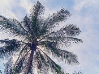Fototapeta na wymiar View of a tropical palm upwards. The sky with clouds is in the background.