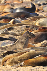 A sea of sea lions on the Galapagos Islands