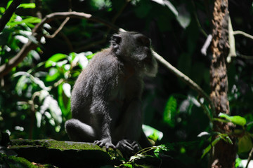 Monkey sitting on the rock in the very dark and green rainforest
