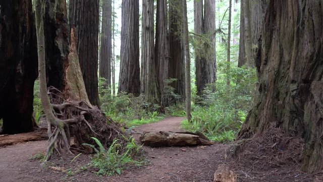 Redwood National Park Jedidiah Smith Forest