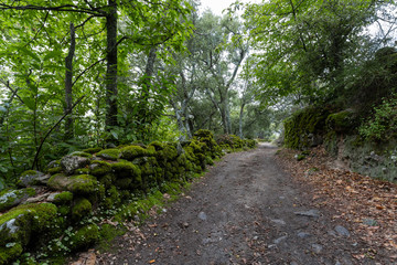 path in the green forest. Chestnut forest of Montanchez, Caceres, Extremadura, Spain
