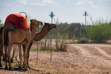 two camels in marrakech