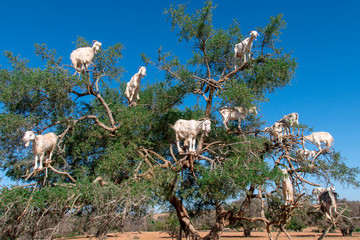 goats on the tree