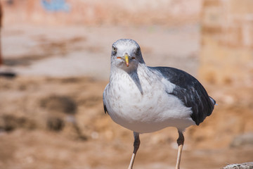 look at you seagull