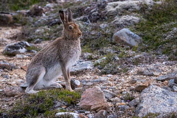 Mountain Hare