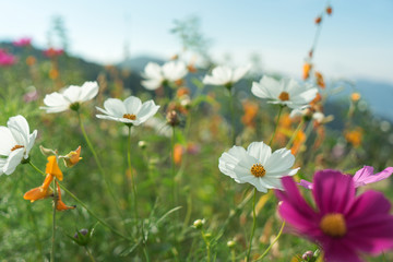Beautiful flowers with sky as the background at Mon Jam,Chiang Mai,Thailand.