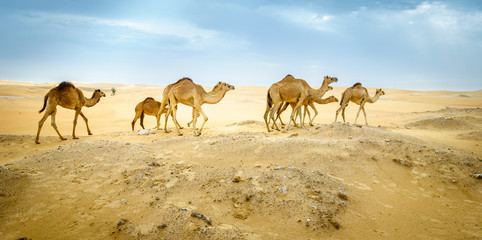 Wild camels in the desert