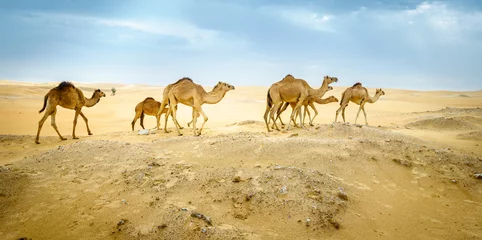 Foto op Canvas Wild camels in the desert © Alexey Stiop