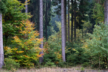 Im Wald im Herbst