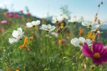 Beautiful flowers with sky as the background at Mon Jam,Chiang Mai,Thailand.