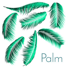 Fototapeta na wymiar Palm Leaf Vector Illustration EPS10. Tropical Leaves. Realistic Coconut Foliage Set. Floral Elements. Collection of Jungle Plants. Summer Palm Leaf for Pattern, Print, Fabric or Your Trendy Design.
