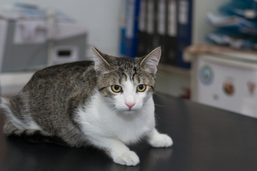 Adult cat on the consult table at the veterinary clinic