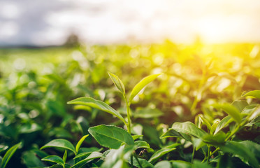 Obraz premium Green Tea and Fresh Leaf Tea The sun shines.
