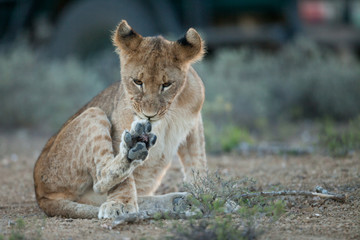 Lion cub