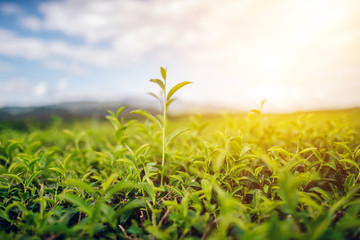 Obraz premium Green Tea and Fresh Leaf Tea The sun shines the sky.