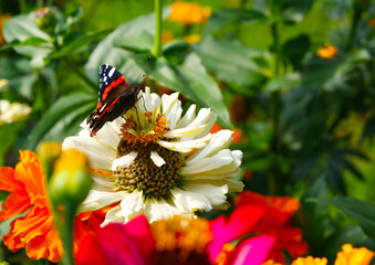 butterfly on flower