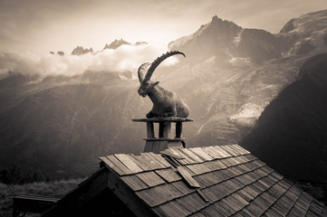 Ibex in Chamonix