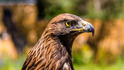 Beautiful eagle portrait